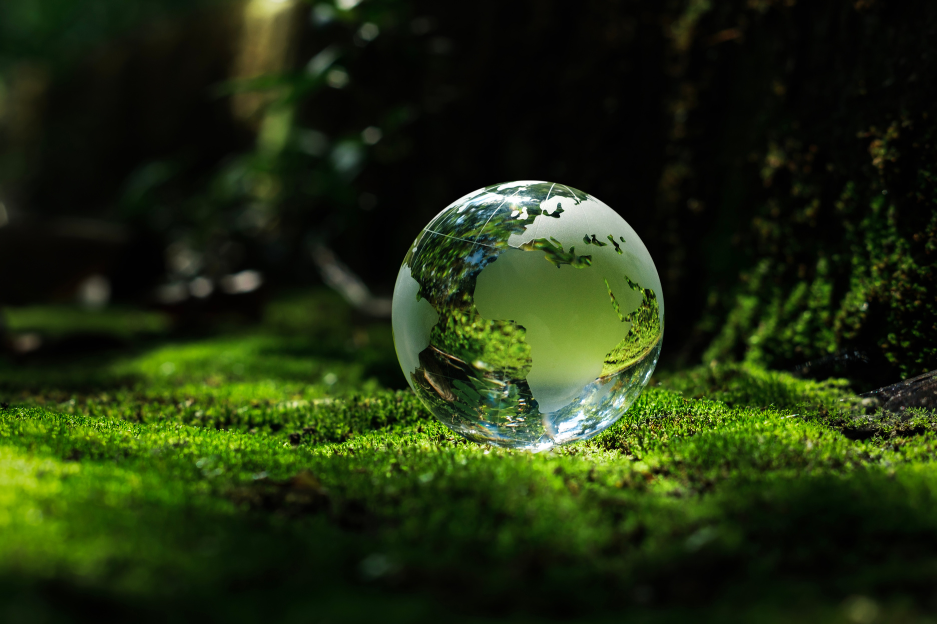 The crystal globe orb rests on the moss in the forest. There was sunlight shining through the branches down to the globe. beautiful green sustainable environment concept