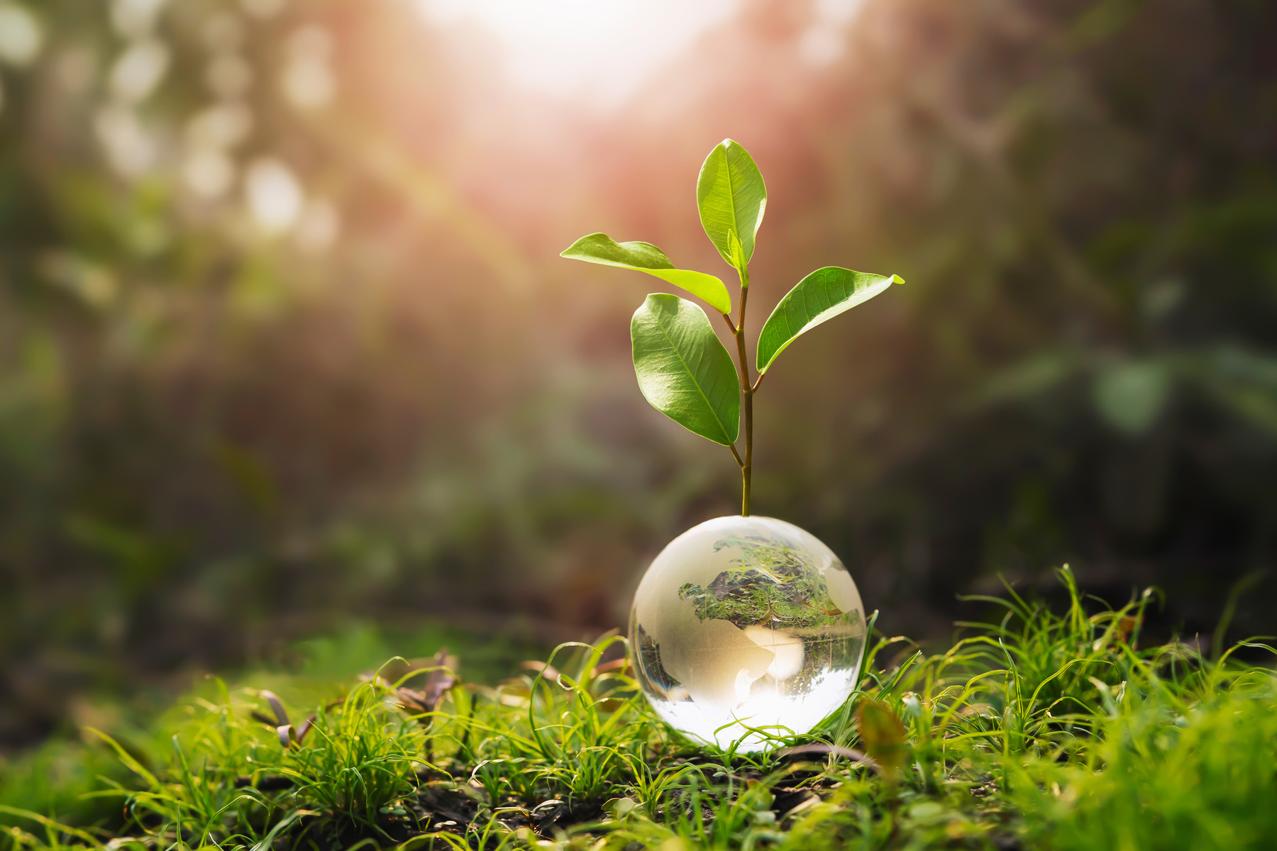 Glass Sphere with Growing Plant 